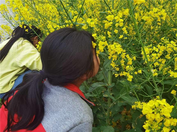 油菜花开季，知识沁童心