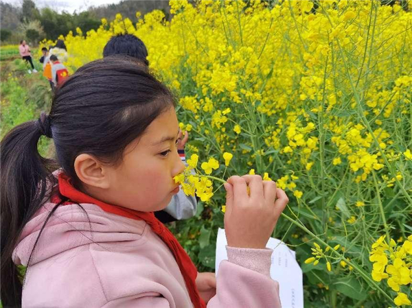 油菜花开季，知识沁童心