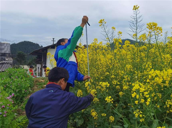 油菜花开季，知识沁童心