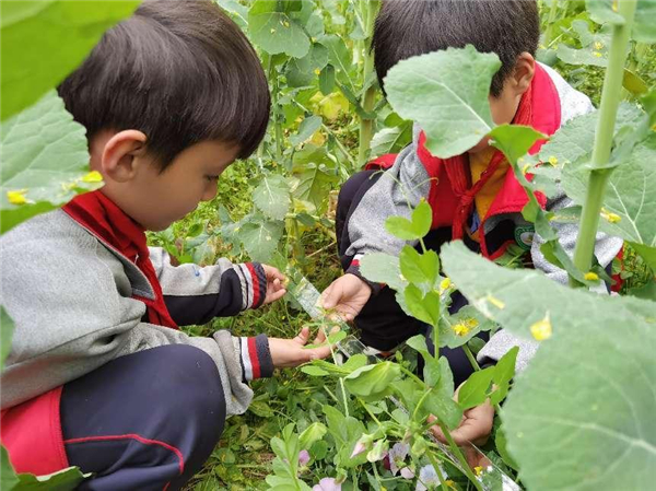 油菜花开季，知识沁童心