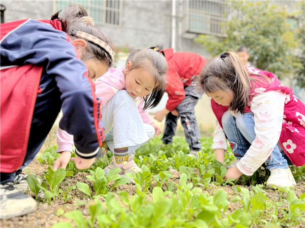 湖北郧西：让“土味”劳动教育“热气腾腾”