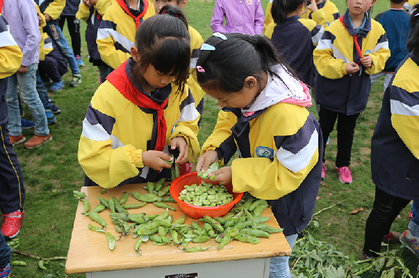 南京市六合区：农村小学绽放特色教育的芬芳